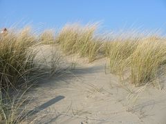 Une dune littorale, où poussent des oyats