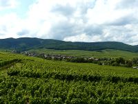 Les collines sous-vosgiennes à Hunawihr dans le Haut-Rhin