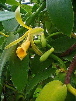 Vanilla planifolia.JPG