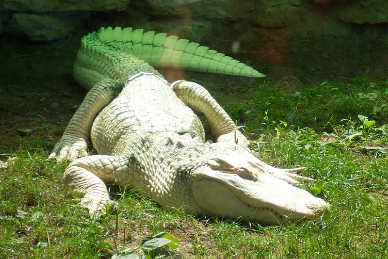 Fichier:Alligator albinos.jpg