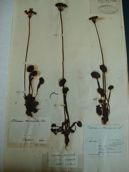 Fichier:Dionaea muscipula specimen.jpg