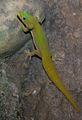 Le margouillat est un petit gecko qui vit sur l'île de Mayotte. Il est assez commun. On trouve ses cousins sur l'île de Madagascar.