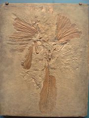 Un fossile d'archéoptéryx. On voit bien les plumes fossilisées