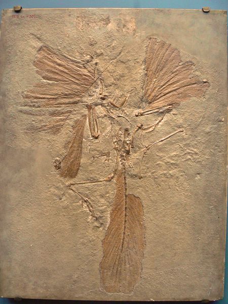 Fichier:Archaeopteryx lithographica.JPG