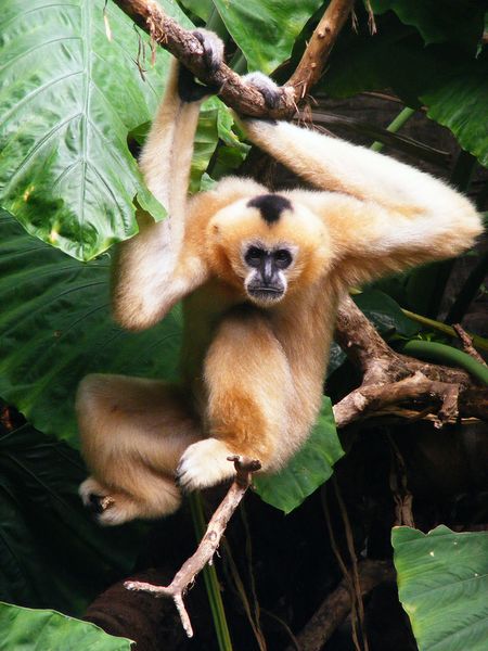 Fichier:Gibbon à crête noir (femelle).jpg
