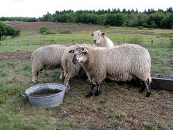Des moutons au Danemark.
