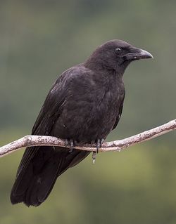 Corvus caurinus (profile).jpg
