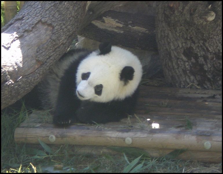 Fichier:Pandamadrid.jpg