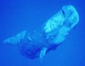 On ignore jusqu'à quelle profondeur le cachalot peut vraiment plonger, mais on estime qu'il peut aller jusqu'à plus de 2 000 m de profondeur en apnée ; il est capable de retenir sa respiration pendant plus d'une heure !