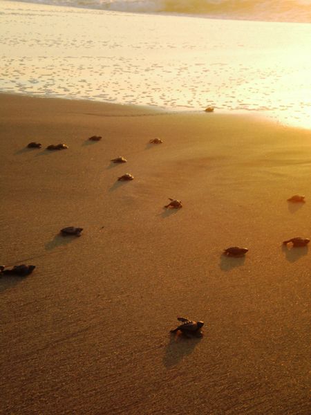 Fichier:Bébés tortues rejoignant la mer au Mexique.JPG