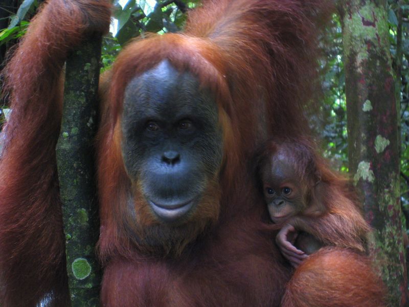 Fichier:Orang-outan & bébé.jpg