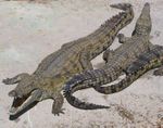Deux redoutables crocodiles du Nil.