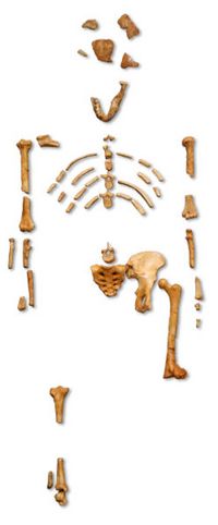 image montrant les pièces du squelette fossilisé de Lucy