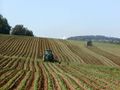 Tracteurs dans un champs de pommes de terre.jpg