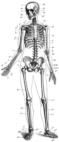 Fichier:Skelett-Mensch-drawing.jpg