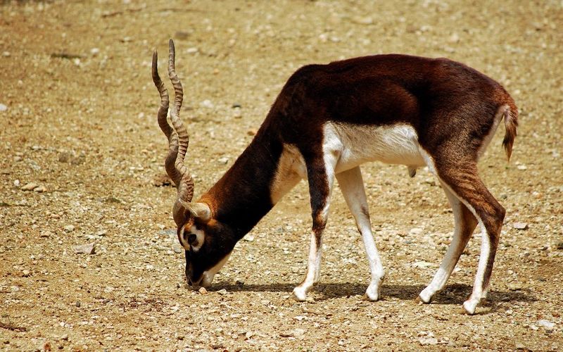 Fichier:Antilope cervicapre.jpg