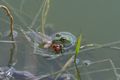 Une grenouille attrape une libellule pour la manger ;