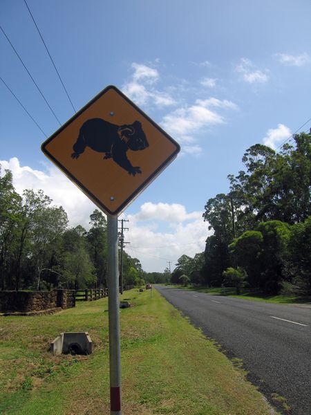Fichier:Koala crossing.jpg