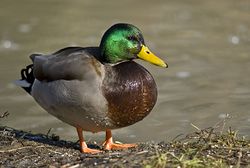 Male mallard duck 2.jpg