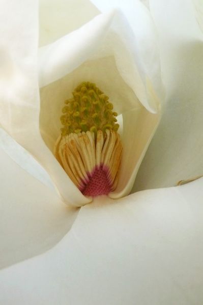 Fichier:Fleur de magnolia.jpg