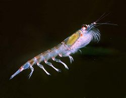 Krill de l'Antarctique (Euphausia superba)