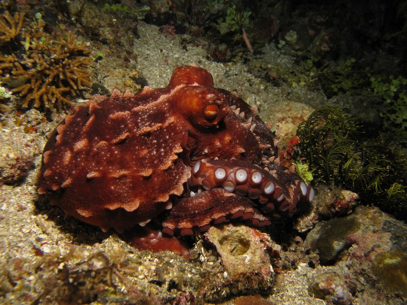 Fichier:Octopus luteus.jpg