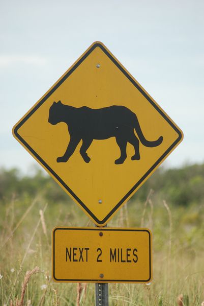 Fichier:Florida Panther Crossing.jpg