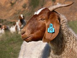 Boer goat444.jpg