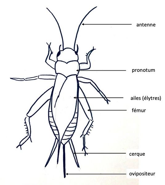 Fichier:Schéma anatomie grillon.jpg