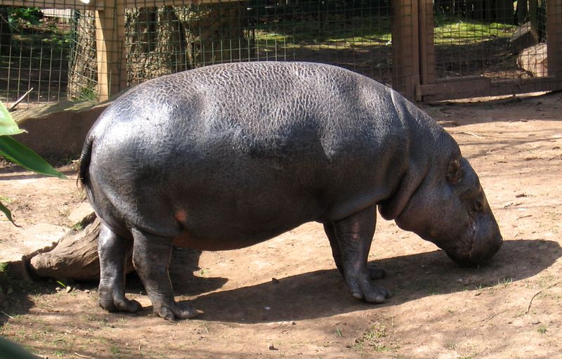 Fichier:Hippopotame pygmée.jpg