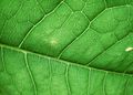 Grâce à leurs feuilles, les végétaux utilisent de la matière minérale, le dioxyde de carbone contenu dans l'air, pour fabriquer leur propre matière.