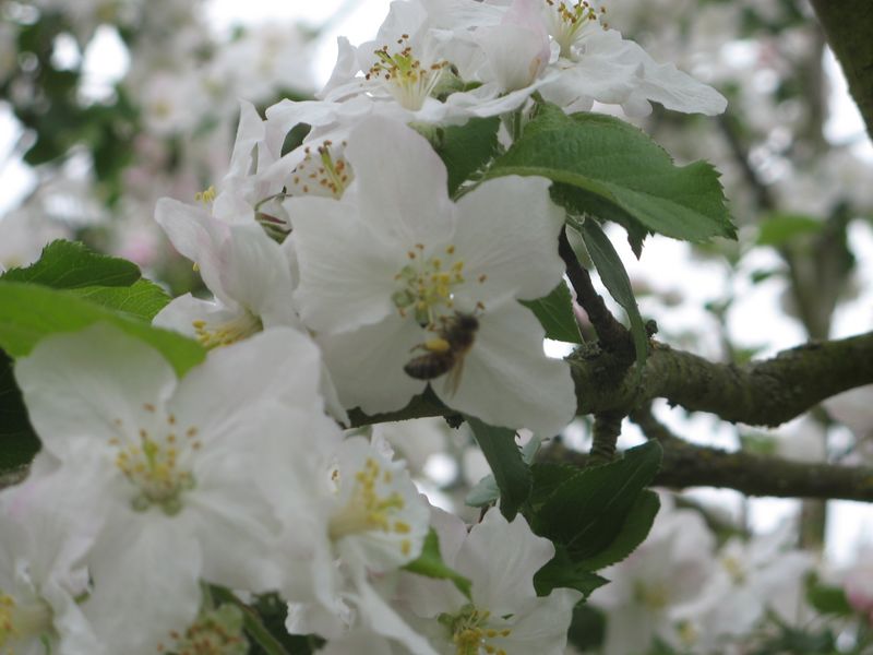 Fichier:Fleurs pommier avec insecte - 1146.JPG