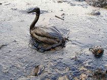 Un oiseau recouvert de pétrole, lors d'une marée noire.