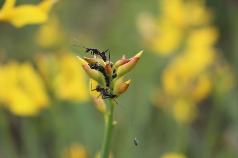 Fichier:Camponotus pucerons.jpg
