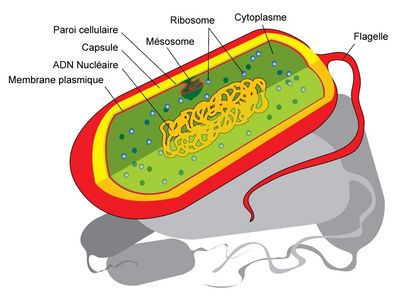 Bactérie - Vikidia, l'encyclopédie des 8-13 ans