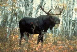 Élan-Moose-Minnesota.jpg