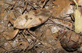Un léthocère d'Amérique, dans le Maryland. Cette punaise d'eau géante est l'un des plus gros insectes d'Amérique du Nord.