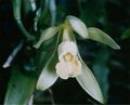 La vanille est cultivée à Mayotte, comme dans les autres îles de l'Océan Indien (Madagascar, La Réunion...). Elle fait partie des meilleures variétés du monde.