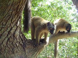Deux makis de Mayotte, dans un arbre