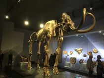 Squelette de mammouth conservé au musée des Confluences, à Lyon