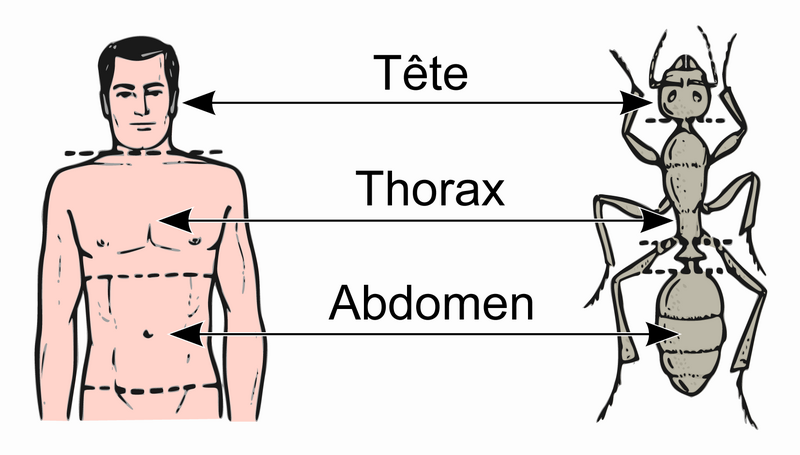 Fichier:Tete-abdomen-thorax.png