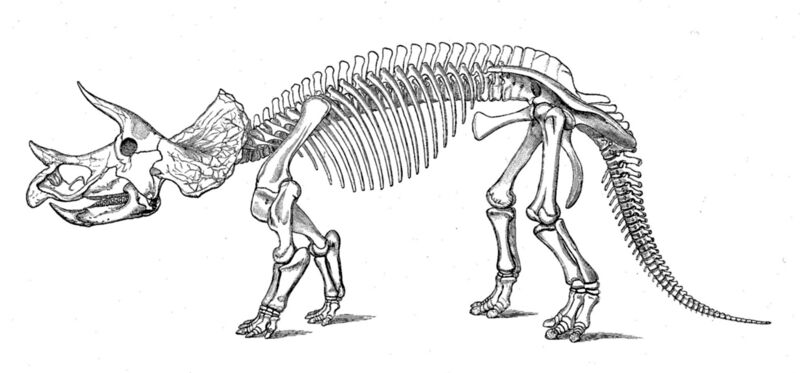 Fichier:Triceratops squelette.jpg