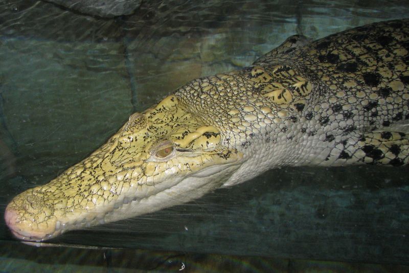 Fichier:Crocodile doré.jpg