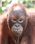 Images sur les orangs-outans