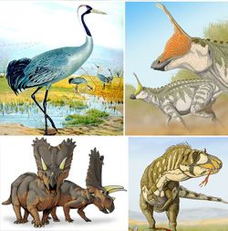 Quelques dinosaures : la grue, le tsintaosaure, le pentacératops et le dasplétosaure. Tous ont disparu, aujourd'hui, sauf les oiseaux, comme la grue.
