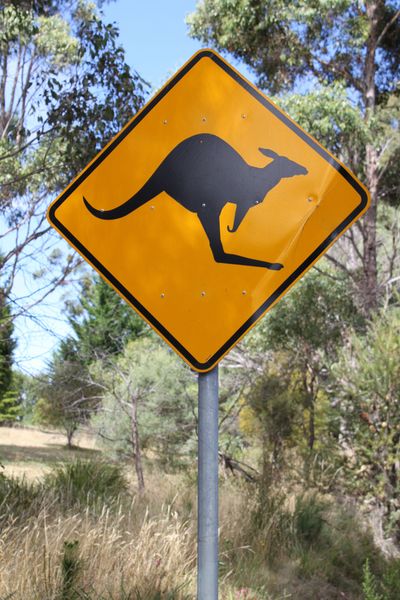 Fichier:Kangaroo Crossing.jpg