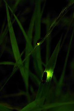 Des lucioles, la nuit, dans l'herbe