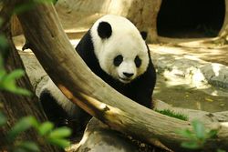 Panda geant.jpg
