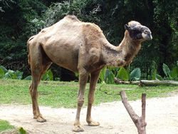 Camelus dromedarius.JPG