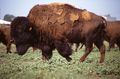 Un bison américain